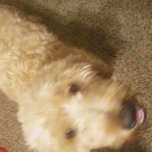 Meet your Posher, Rome